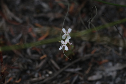 Dotted Triggerplant (Stylidium guttatum)