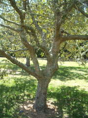Quercus oblongata