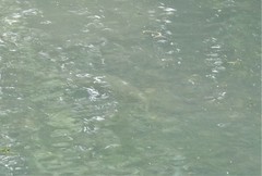Salmo trutta