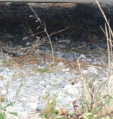 Lachnagrostis filiformis