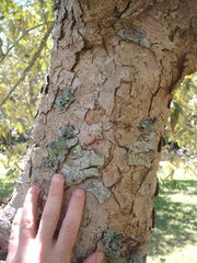 Quercus oblongata