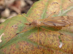 Tipula ultima