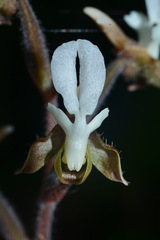 Anoectochilus koshunensis