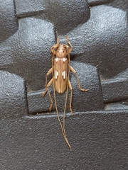 Eburia