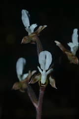 Anoectochilus koshunensis
