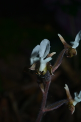 Anoectochilus koshunensis