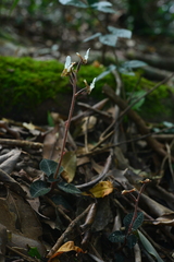 Anoectochilus koshunensis