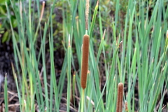 Typha