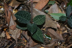 Anoectochilus koshunensis