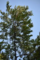 Xylopia aromatica