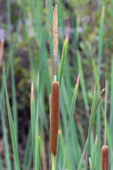 Typha