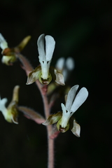 Anoectochilus koshunensis