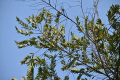 Xylopia aromatica