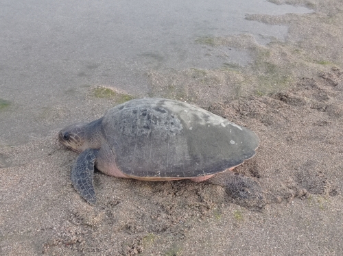 Olive Ridley Sea Turtle