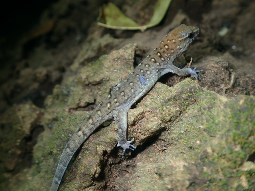 Maranhao Naked-toed Gecko, Gymnodactylus amarali