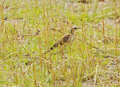 Anthus leucophrys goodsoni