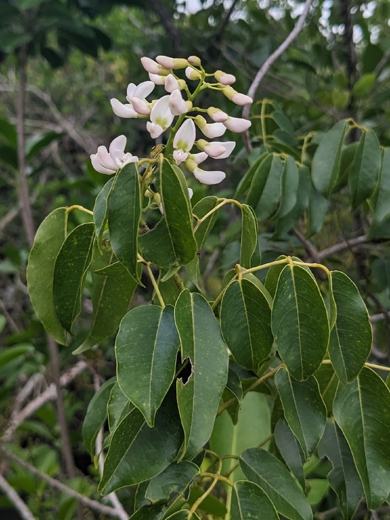 Dây cóc kèn – Derris trifoliata