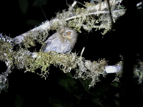 Long-whiskered Owlet (Xenoglaux loweryi), photo 4