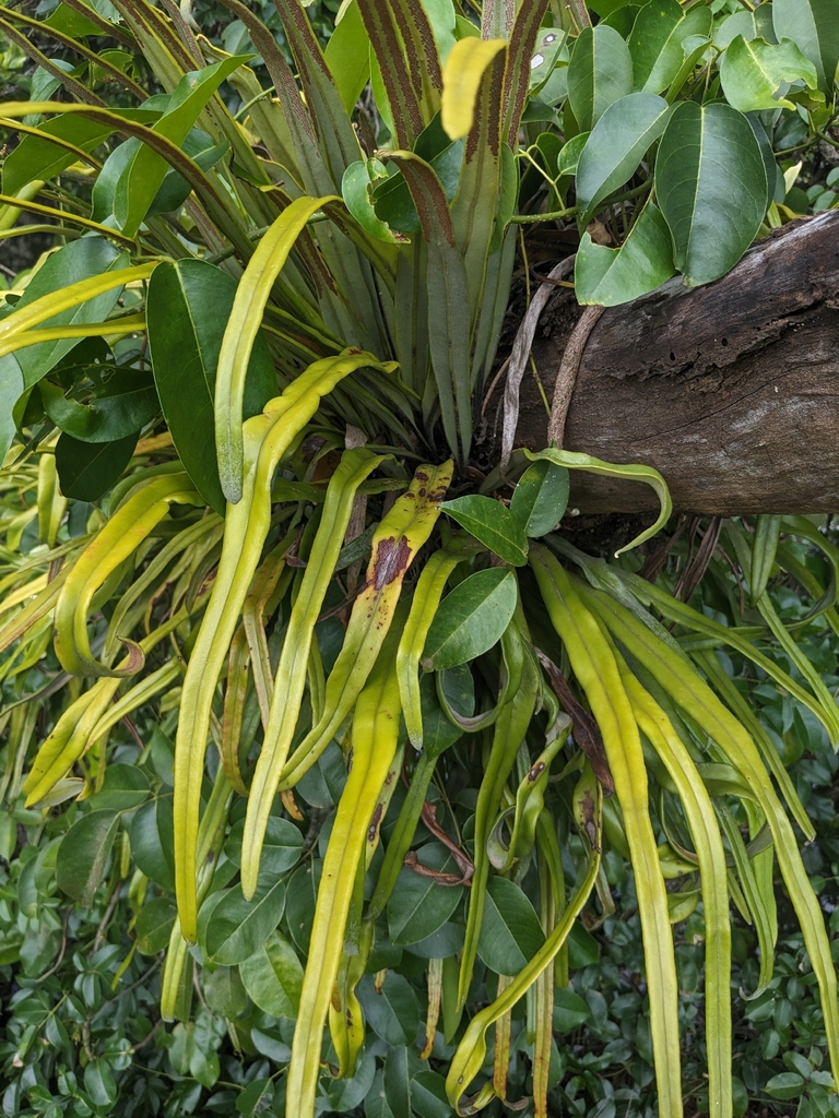 Ráng tai chuột lá dài – Pyrrosia longifolia