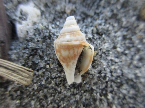 Doxander japonicus observed 2026-01-20