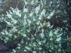 Comarostaphylis diversifolia planifolia
