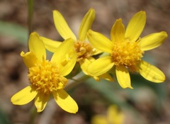 Senecio wootonii