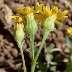 Senecio wootonii