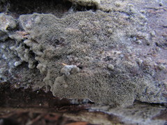 Botryobasidium conspersum