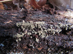 Botryobasidium conspersum