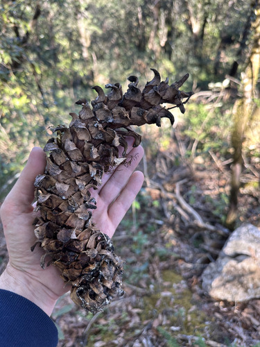Mexican white pine (Pinus ayacahuite)