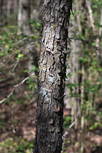 Basket elm