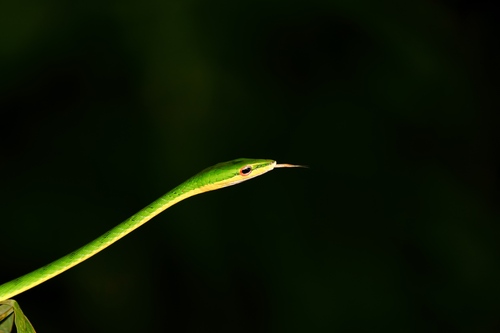 Red-eyed Vine Snake