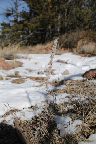 Miner's Candle (Oreocarya virgata)