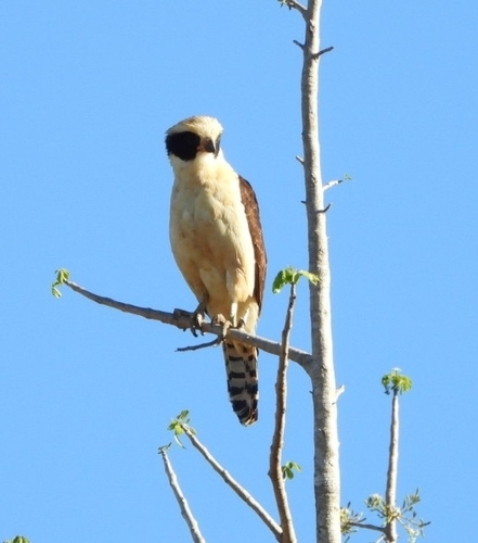 Laughing Falcon (Herpetotheres cachinnans), photo 6