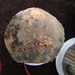 Neurospora - Photo (c) maricel patino, μερικά δικαιώματα διατηρούνται (CC BY-NC), uploaded by maricel patino