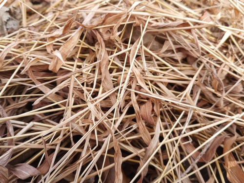 Foto de capim-japonês