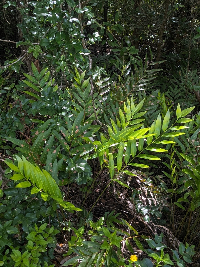 Ráng biển đẹp – Acrostichum speciosum