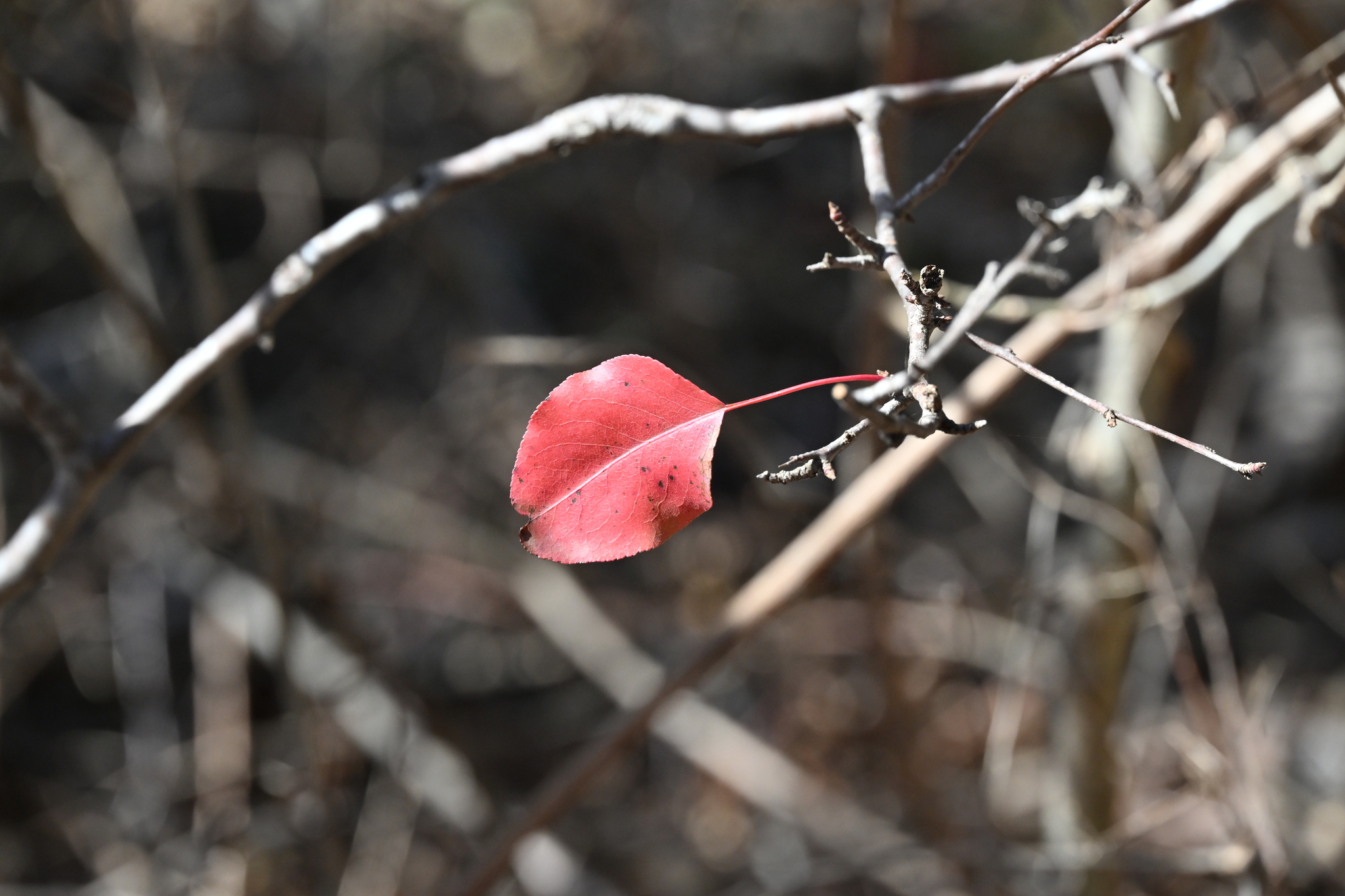 Callery Pear (Pyrus calleryana Chanticleer)