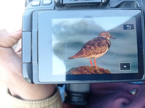 Ruddy Turnstone