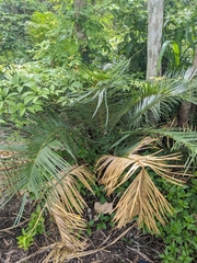 Cycas media, photograph (c) Matt B, some rights reserved (CC BY)