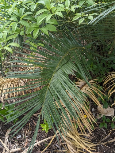 Cycas media, photograph 6