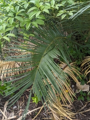 Cycas media, photograph (c) Matt B, some rights reserved (CC BY)