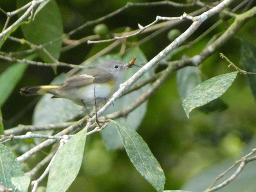 American Redstart (Setophaga ruticilla), photo 5