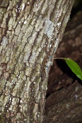Anolis argenteolus
