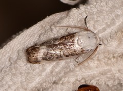 Cryptophasa albacosta