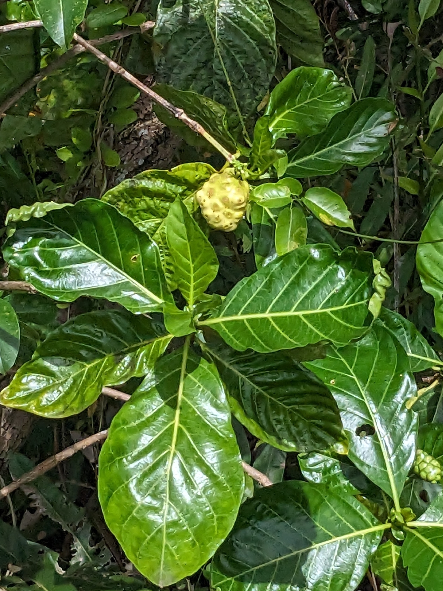 Foto de Morinda citrifolia L.