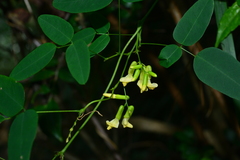 Dumasia truncata