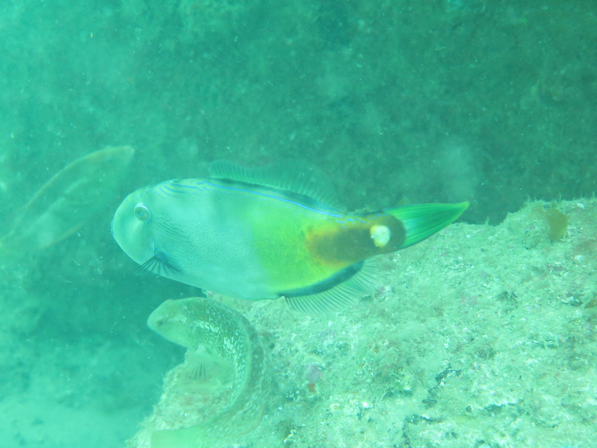 Spinytail Leatherjacket photo 7