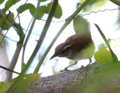 Thryophilus rufalbus