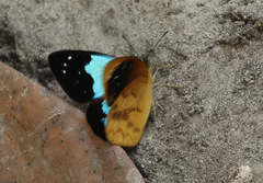 Lymanopoda caeruleata